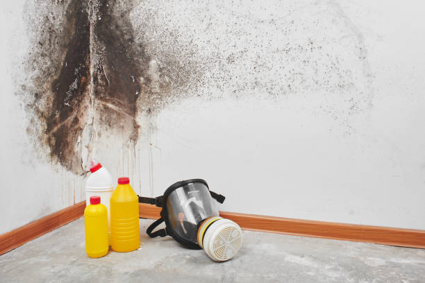 Best Attic Mold Removal  in Eunice, LA