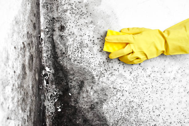 Best Crawl Space Mold Removal  in Eunice, LA