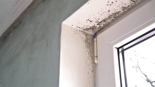 Crawl Space Mold Removal in Eunice, LA