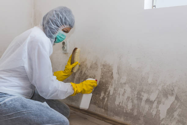 Best Office Mold Removal Services  in Eunice, LA