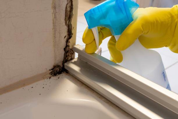 Attic Mold Removal in Eunice, LA