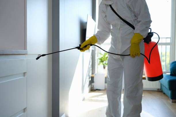 Best Same-Day Mold Removal  in Eunice, LA