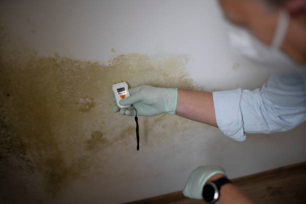 Certified Mold Removal in Eunice, LA